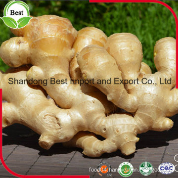 2016 Organic Fresh Ginger Price